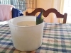 In Home Pet Sitting Heidis Historic Home & Pet Care9