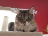 In Home Pet Sitting with Heidi's Historic Home & Pet Care