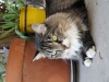 In-Home Pet Sitting with Heidi's Historic Home & Pet Care 2016 (2)