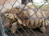 In-Home Pet Sitting with Heidi's Historic Home & Pet Care 2016 (9)