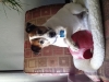In-Home Pet Sitting with Heidi's Historic Home & Pet Care 2016