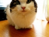 In Home Pet Sitting with Heidi's Historic Home & Pet Care Phoenix