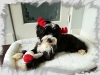 In-Home Pet Sitting with Heidi's Historic Home & Pet Care Phx AZ