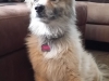In-Home Pet Sitting with Heidi's Historic Home & Pet Care