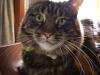 In Home Pet Sitting with Heidi's Historic Home & Pet Care2