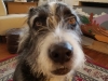 In Home Pet Sitting with Heidi's Historic Home & Pet Care3