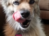 In-Home Pet Sitting with Heidi's Historic Home & Pet Care4