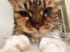 In-Home Pet Sitting with Heidi's Historic Home & Pet CareMissLupe