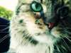 Lupe In-Home Pet Sitting with Heidis Historic Home & Pet Care
