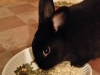 Pet Sitting in Phx with Heidi's Historic Home & Pet Care2