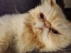 Pet Sitting in Phx with Heidi's Historic Home & Pet Care4