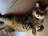 Pet Sitting in Phx with Heidi's Historic Home & Pet Care5