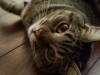 Pet Sitting in Phx with Heidi's Historic Home & Pet Care6