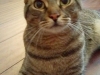 Pet Sitting in Phx with Heidi's Historic Home & Pet Care7