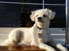 Pet Sitting in Phx with Heidi's Historic Home and Pet Care6