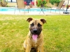 Pet Sitting with Heidi's Historic Home & Pet Care Phoenix2
