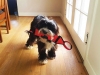 Pet Sitting with Heidi's Historic Home & Pet Care Phoenix3