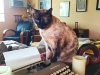 Pet Sitting with Heidi's Historic Home & Pet Care Phoenix4