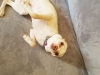Pet Sitting with Heidi's Historic Home & Pet Care Phoenix5