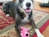 Pet Sitting with Heidi's Historic Home & Pet Care Phoenix6