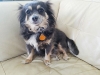 Pet Sitting with Heidi's Historic Home & Pet Care Phoenix7