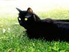 Pet Sitting with Heidi's Historic Home & Pet Care Phoenix8