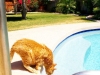 Pet Sitting with Heidi's Historic Home & Pet Care Phoenix9