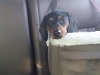 Pet Taxi Heidis Historic Home & Pet Care