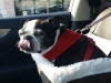 Pet Taxi Heidis Historic Home & Pet Care2