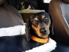 Pet Taxi Heidis Historic Home & Pet Care3