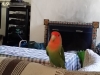 bird-sitting-in-phx-with-heidis-historic-home-pet-care1