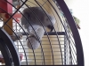 bird-sitting-in-phx-with-heidis-historic-home-pet-care2