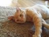 cat-sitting-phoenix-with-heidis-historic-home-pet-care1-copy
