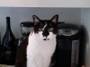 cat-sitting-phoenix-with-heidis-historic-home-pet-care4-copy