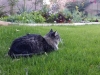 cat-sitting-phoenix-with-heidis-historic-home-pet-care6