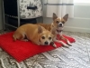 dog-boarding-in-phx-with-heidis-historic-home-pet-care1