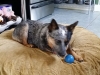 dog-boarding-in-phx-with-heidis-historic-home-pet-care10
