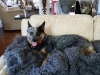 dog-boarding-in-phx-with-heidis-historic-home-pet-care11
