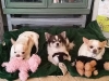 dog-boarding-in-phx-with-heidis-historic-home-pet-care12