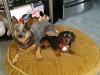 dog-boarding-in-phx-with-heidis-historic-home-pet-care13