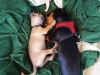 dog-boarding-in-phx-with-heidis-historic-home-pet-care15