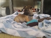 dog-boarding-in-phx-with-heidis-historic-home-pet-care16