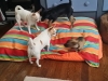 dog-boarding-in-phx-with-heidis-historic-home-pet-care17