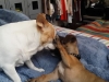 dog-boarding-in-phx-with-heidis-historic-home-pet-care19