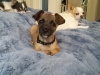 dog-boarding-in-phx-with-heidis-historic-home-pet-care21