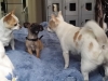 dog-boarding-in-phx-with-heidis-historic-home-pet-care22