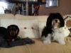 dog-boarding-in-phx-with-heidis-historic-home-pet-care23