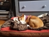dog-boarding-in-phx-with-heidis-historic-home-pet-care24