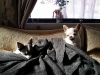 dog-boarding-in-phx-with-heidis-historic-home-pet-care25