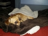 dog-boarding-in-phx-with-heidis-historic-home-pet-care3